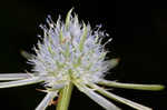 Rattlesnakemaster